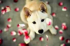 Flower Petal and the Puppy